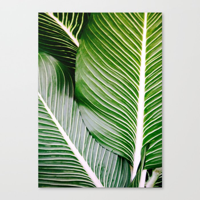 Big Leaves - Tropical Nature Photography Canvas Print