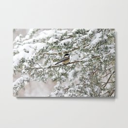 Winter Chickadee Metal Print | Wildlife, Adirondacks, Animal, Snow, Nature, Holidays, Weather, Evergreen, Chickadee, Birds 