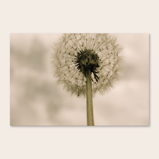 Dandelion Canvas Print