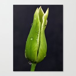 Green Tulip on Black Background Canvas Print