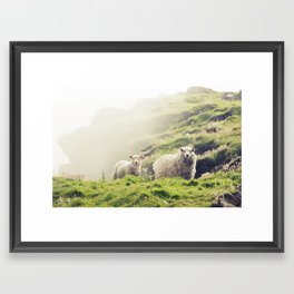 Shetland sheep in green fields | Isle of Noss, Shetland Islands Scotland travel photography | Landscape art print Framed Art Print