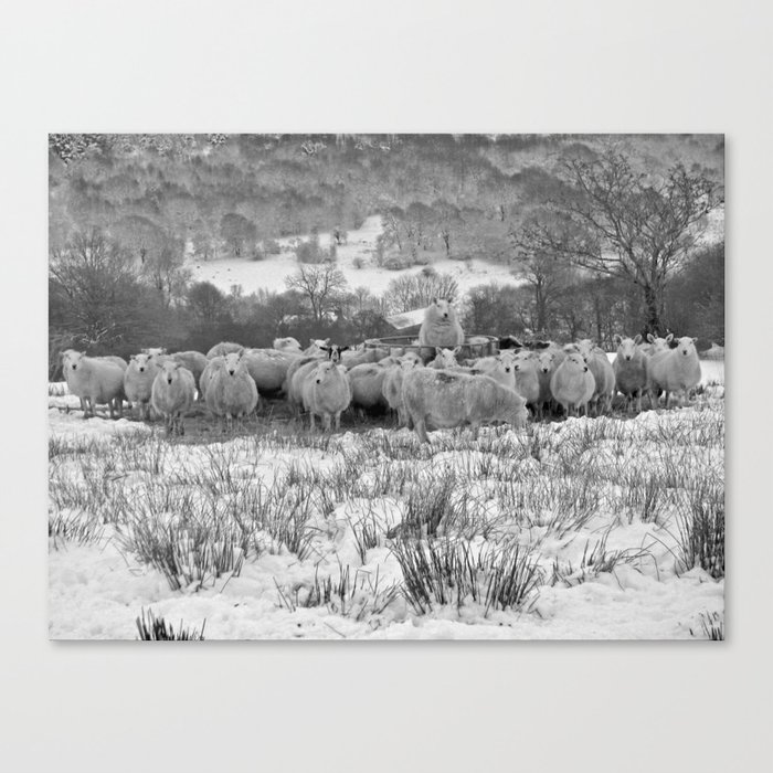 Sheep on the Brecon Beacons.Wales. Canvas Print