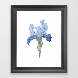 Blue Bearded Iris Framed Art Print