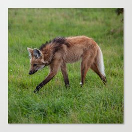 Argentina Photography - A Beautiful Maned Wolf Walking On A Field Of Grass Canvas Print