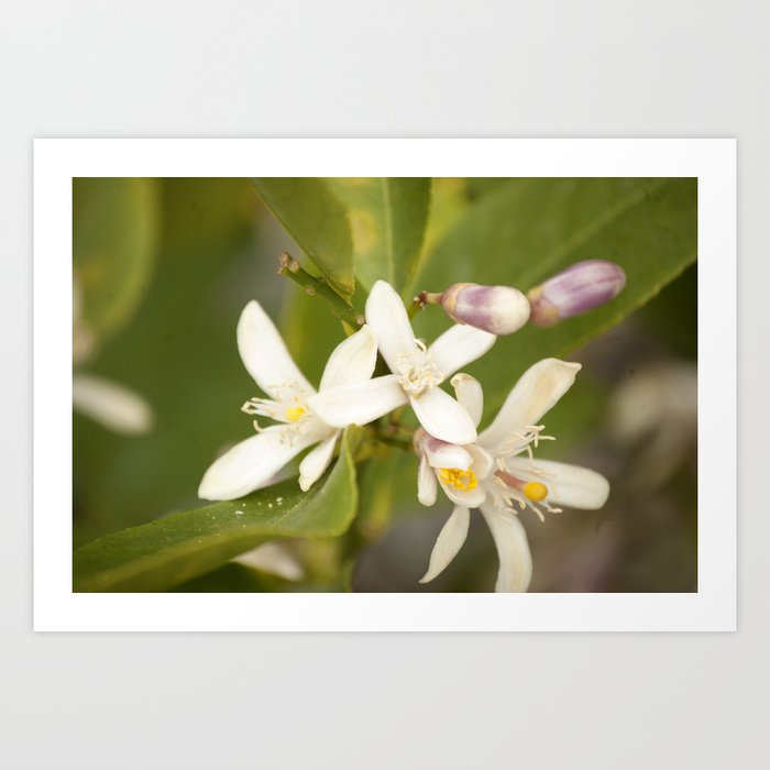 Jasmine Flower Art Print By Nldesigns Society6