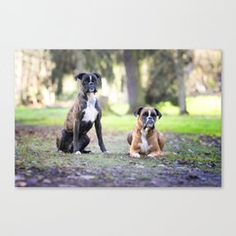 Two Cute Boxer Dogs Together  Canvas Print