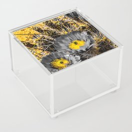 Pool of Pollen Acrylic Box