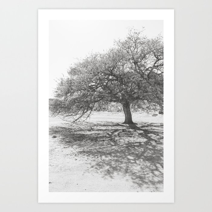 Oak Tree - West Texas Photography Art Print