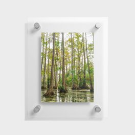 Charleston Cypress Gardens XL Floating Acrylic Print