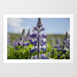 Iceland flowers Art Print