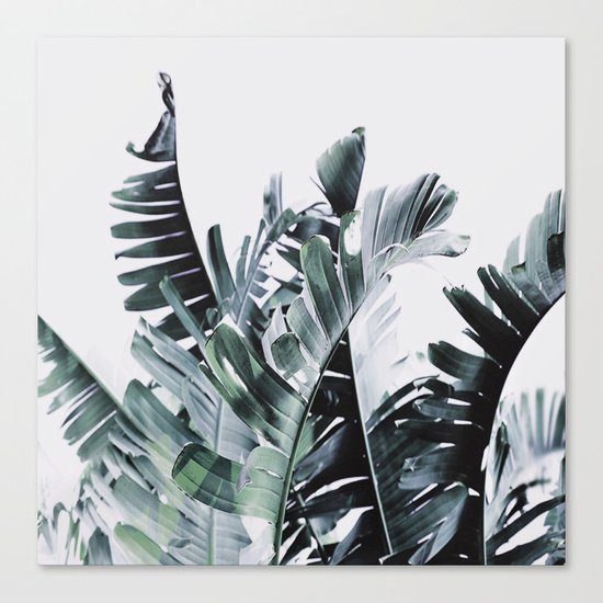 Litsia Leaves Darker Canvas Print