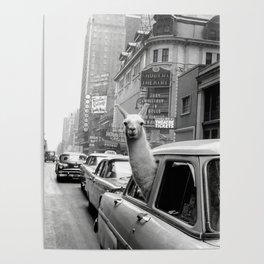 Llama Riding In Taxi Poster