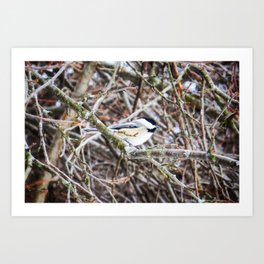 Chickadee in the Snow Art Print