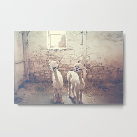 Young Alpacas Metal Print