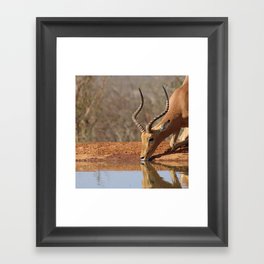 South Africa Photography - An Impala Drinking Water From A Lake Framed Art Print