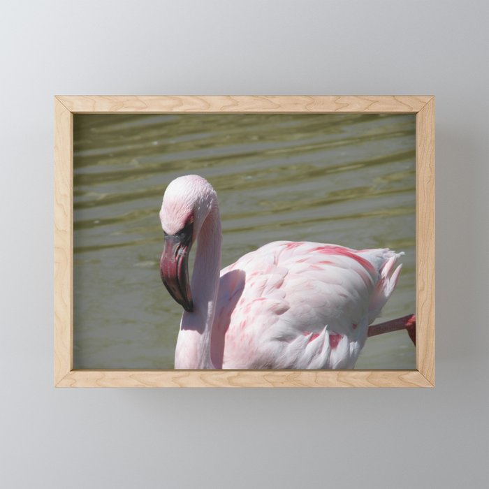 Flamingo at Rest Framed Mini Art Print