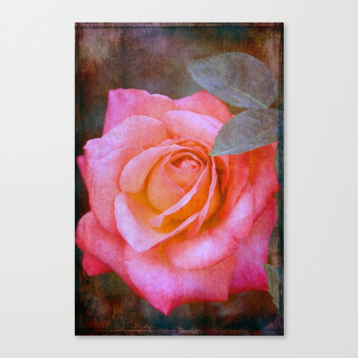 Rose 289 Canvas Print