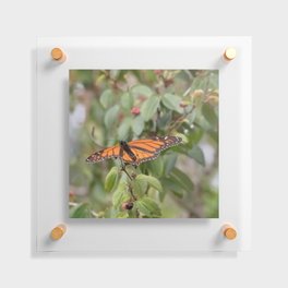 monarch Floating Acrylic Print