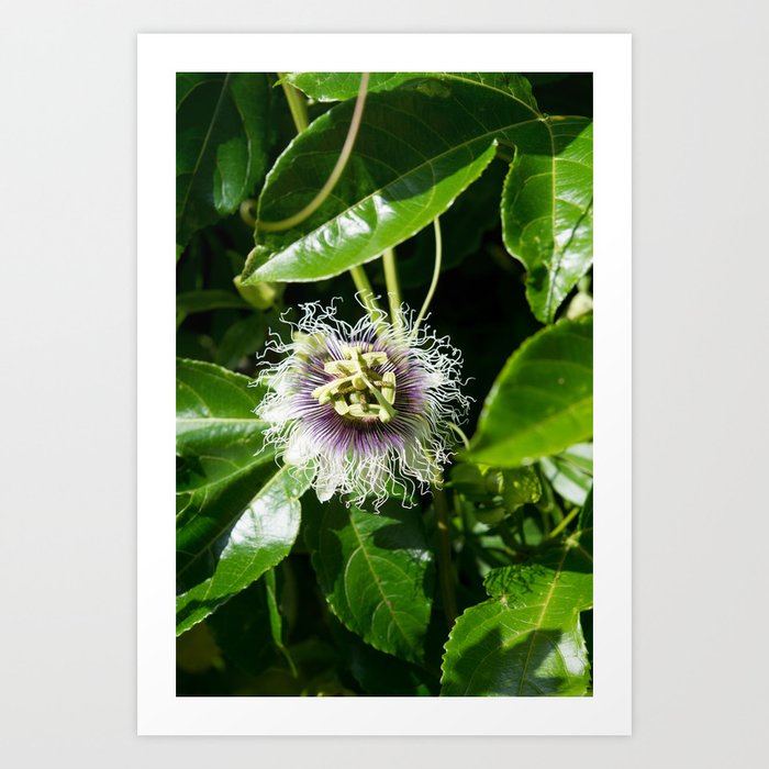 Passiflora edulis (Passion flower) Art Print