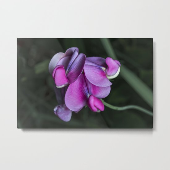 Sweet pea flowers Metal Print