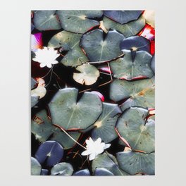 Lotus & Lilypad Poster