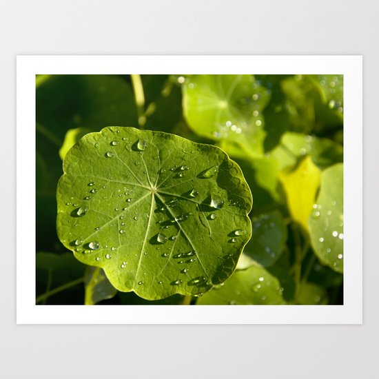 Rain drips on a nasturtium leaf Art Print