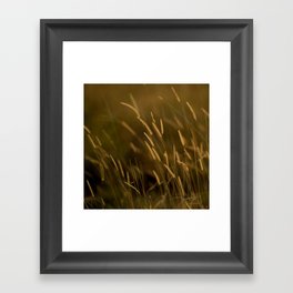 South Africa Photography - Straws Shined On By The Sunset Framed Art Print