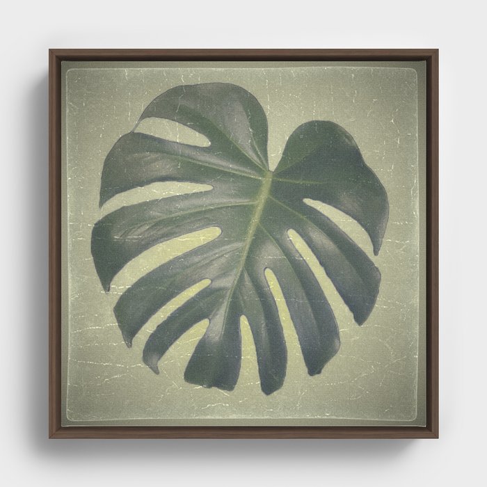 Monstera Deliciosa - Swiss Cheese Plant Framed Canvas