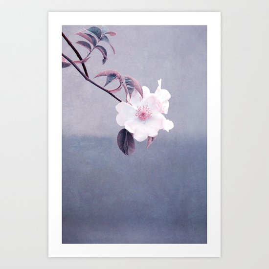 wild rose Art Print