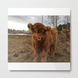 Fluffy Highland Cattle Calf 1574 Metal Print | Cattle, Bovine, Cows, Graphicdesign, Fluffy, Cute, Calf, Highlandcattle, Farm, Calves 