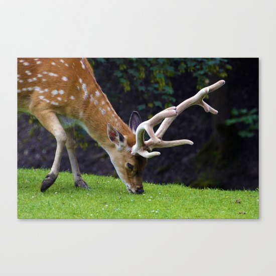 Fallow Deer Canvas Print