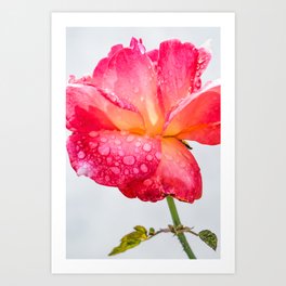 Raindrops on Roses Art Print