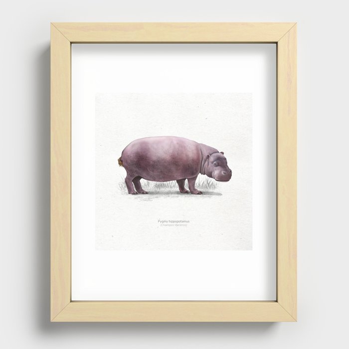 Pygmy hippopotamus scientific illustration art print Recessed Framed Print