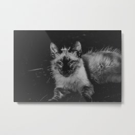 White Cat Metal Print