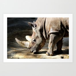 White Rhinoceros Art Print