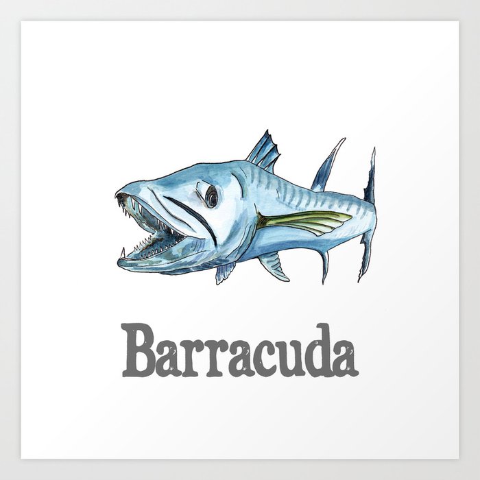 B Is For Barracuda Art Print By Catherineholcombe Society6