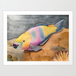 Rainbow Parrotfish Art Print