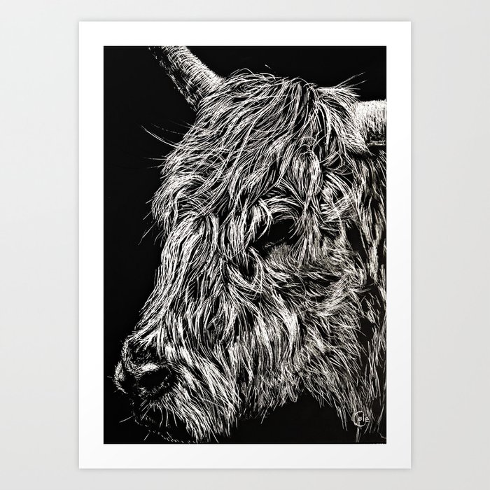West Highland Cattle Scratch Art, High Park Zoo Art Print by Nathan Cole |  Society6