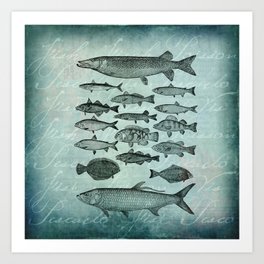 Vintage Fish Drawings Mixed Media Art Art Print