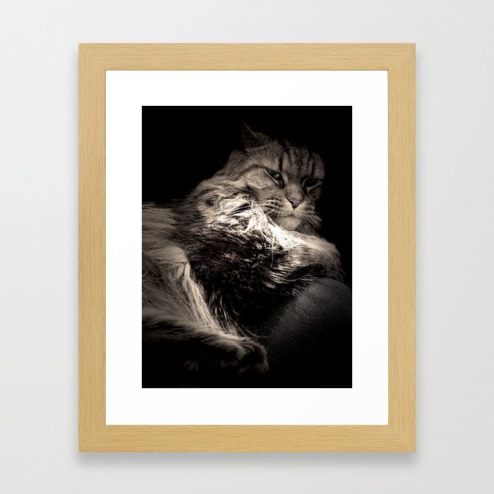 Cat Chat  Framed Art Print