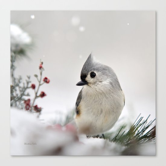 Snow Bird Canvas Print