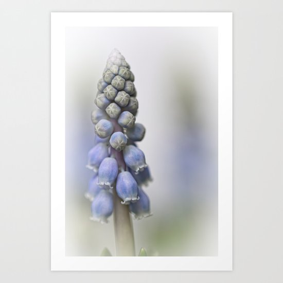 Grape Hyacinth II Art Print