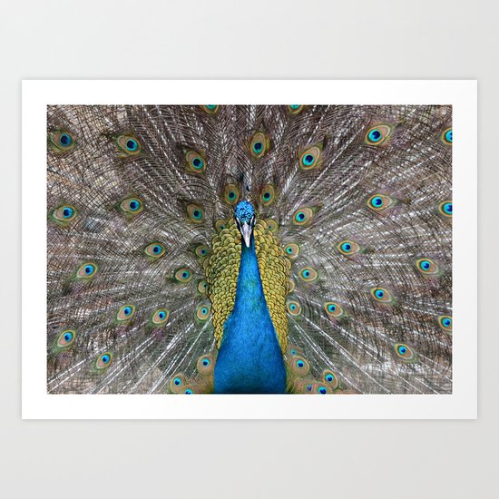 Peacock Art Print