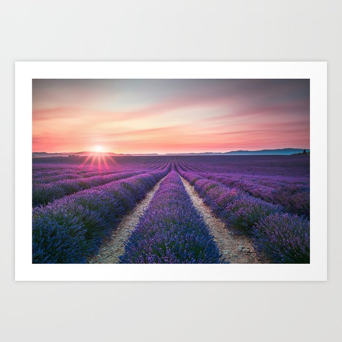 Lavender flower field, endless rows at sunset. Provence Art Print