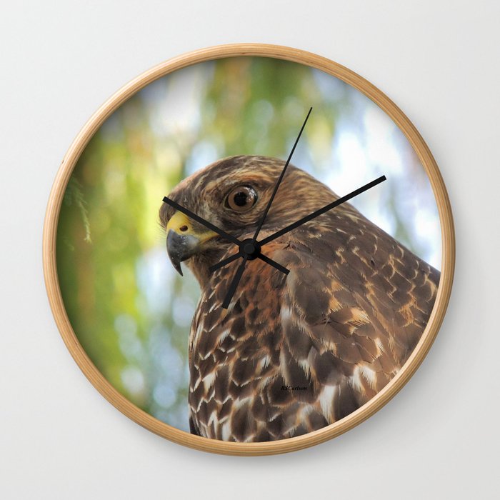 Young Red-Shouldered Hawk in a Desert Willow Wall Clock