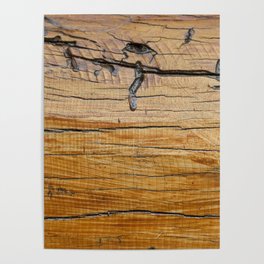 Natural wood background, wood slice and organic texture Poster