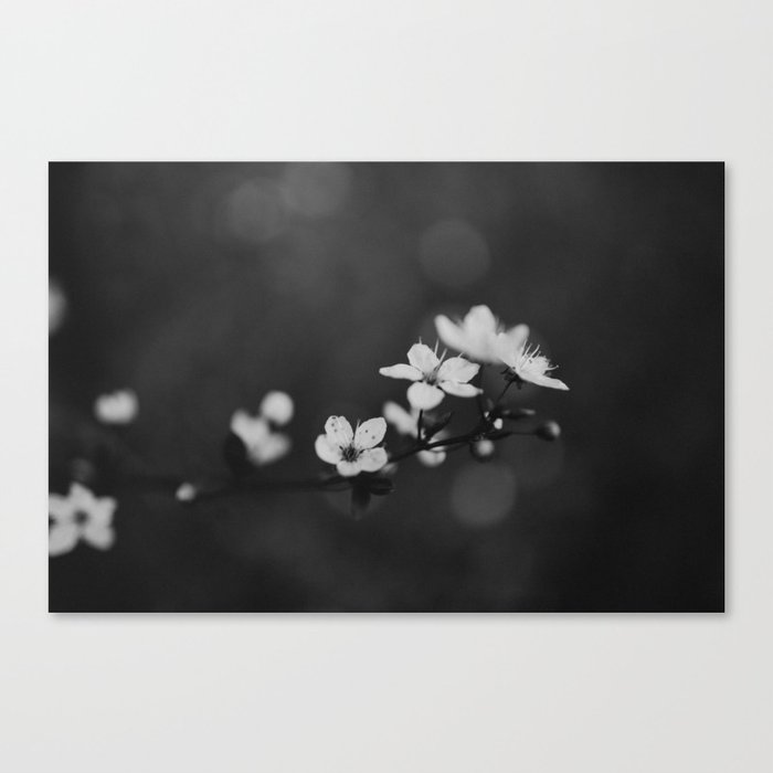 Spring Blossom Canvas Print