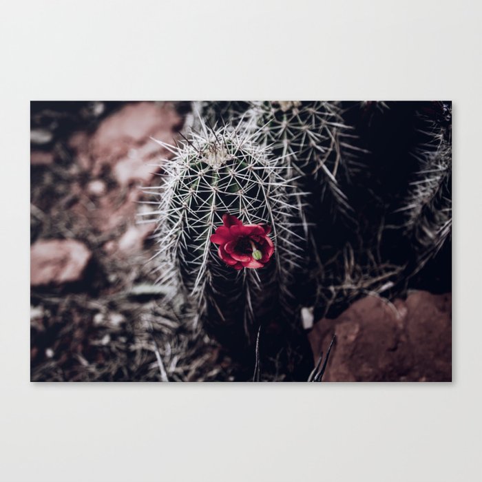 Red Cactus Flower Canvas Print