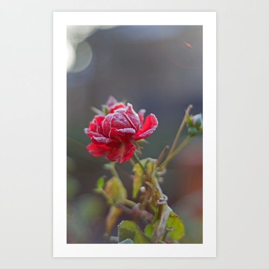 Rose in the frost Art Print