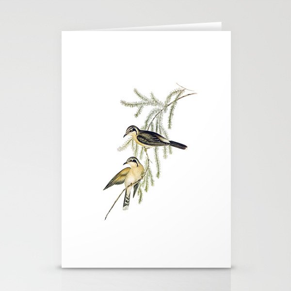 Vintage Black Eared Cuckoo Bird Illustration Stationery Cards